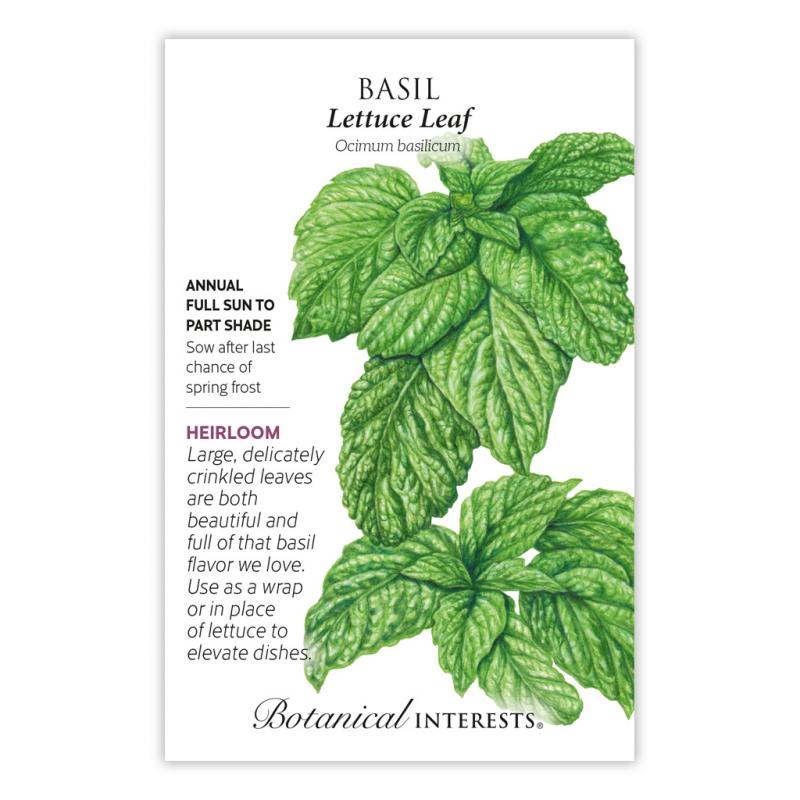 Lettuce перевод на русский. Basil Leaf. Базилик бутербродный лист. Basil перевод. Базилик с желтыми листьями.