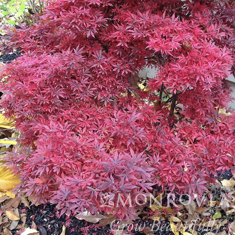Dambly's Garden Center - Acer (Maple) Shaina Japanese Maple 5 Gallon Pot