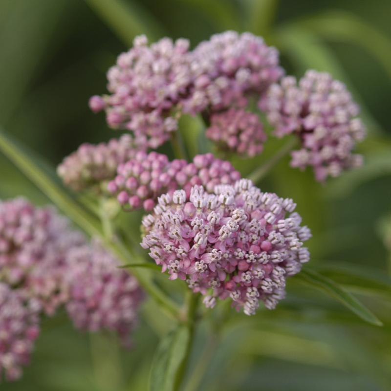 Dambly's Garden Center - Asclepias (Milkweed) Cinderella 1 Gallon Pot