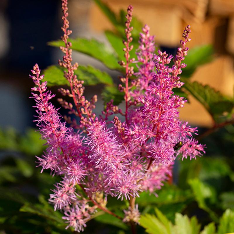 Dambly's Garden Center - Astilbe Nemo 2 Gallon Pot