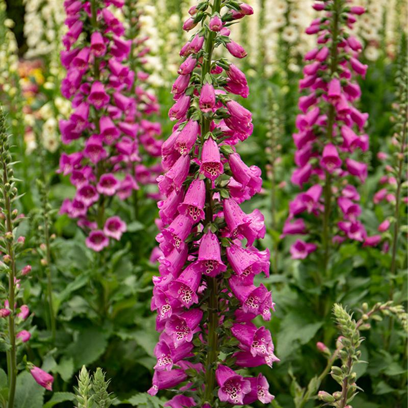Dambly's Garden Center - Digitalis (Foxglove) Camelot Rose 2 Gallon Pot