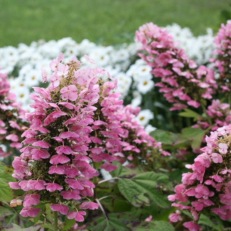 Dambly's Garden Center - Hydrangea (Oakleaf) Gatsby Pink 3 Gallon Pot