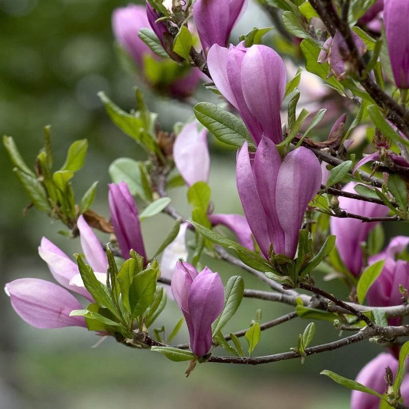 Dambly's Garden Center - Magnolia Ann 3 Gallon Pot