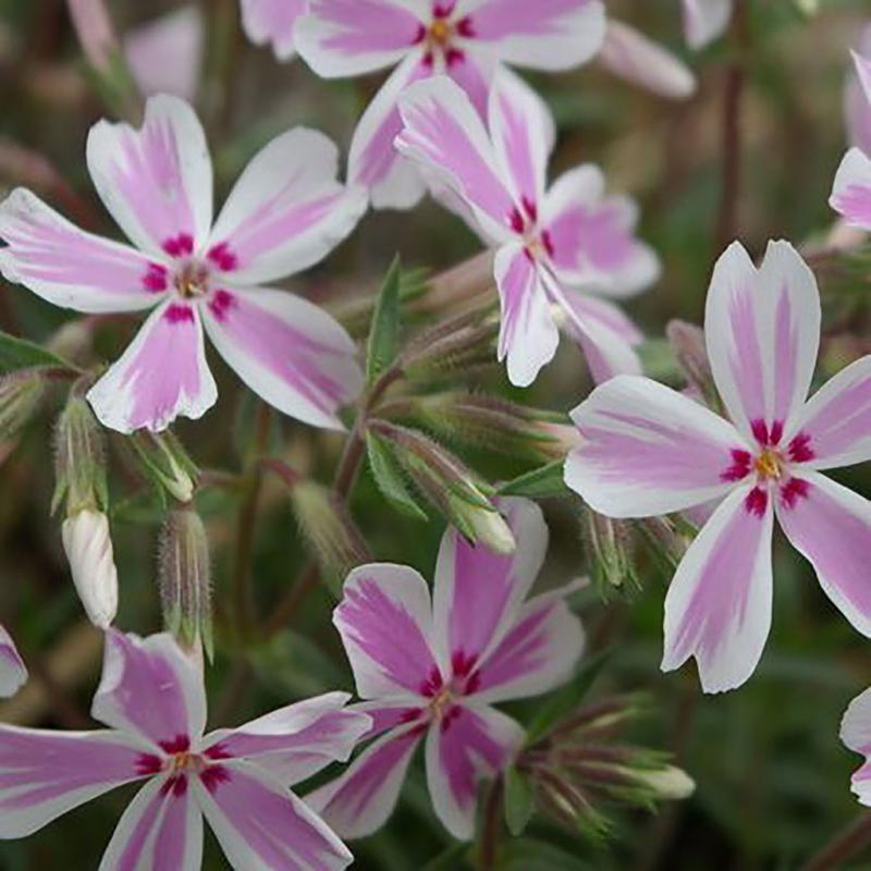 Dambly's Garden Center - Phlox (Creeping) Candy Stripe 1 Quart Pot