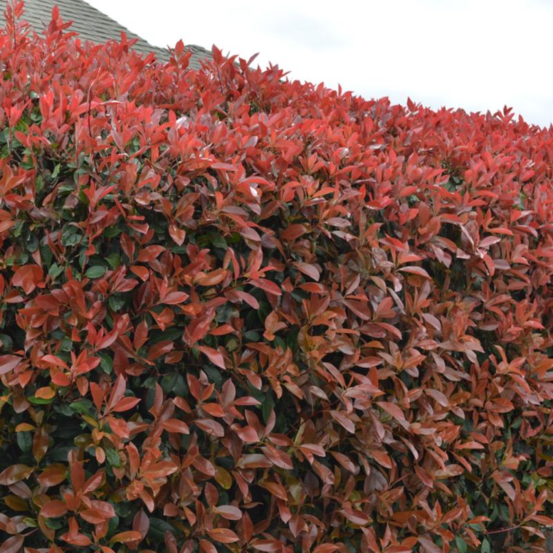 Dambly's Garden Center - Photinia Fraseri 5 Gallon Pot