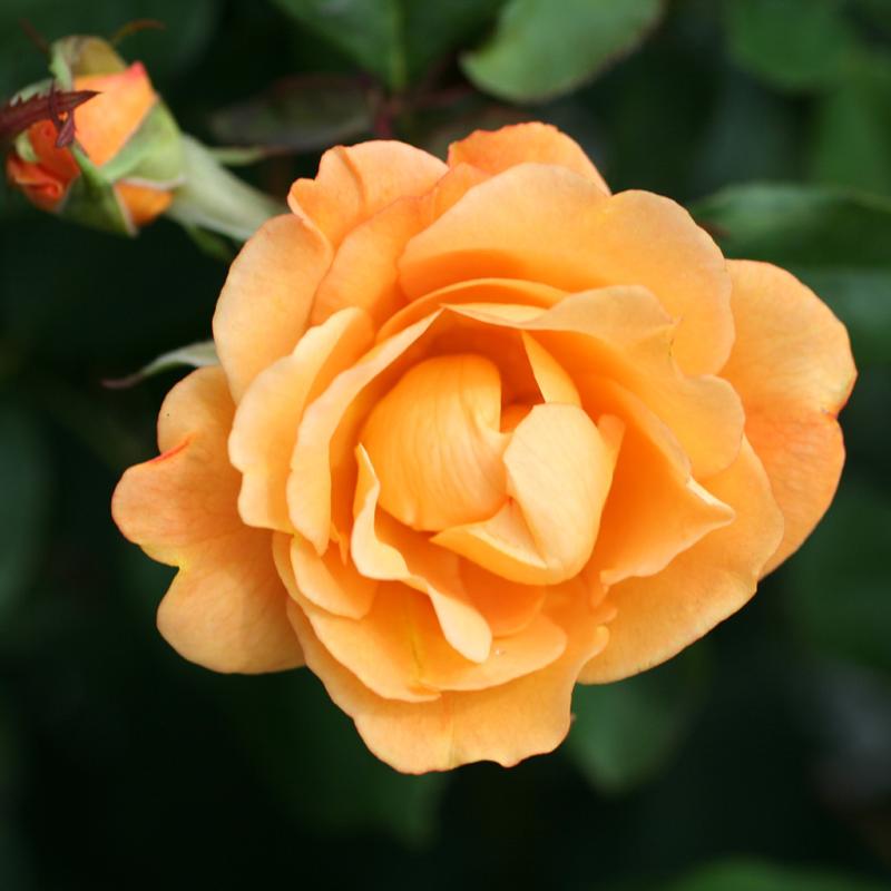 Dambly's Garden Center - Rose (Hybrid Tea / Grandiflora) Strike it Rich ...