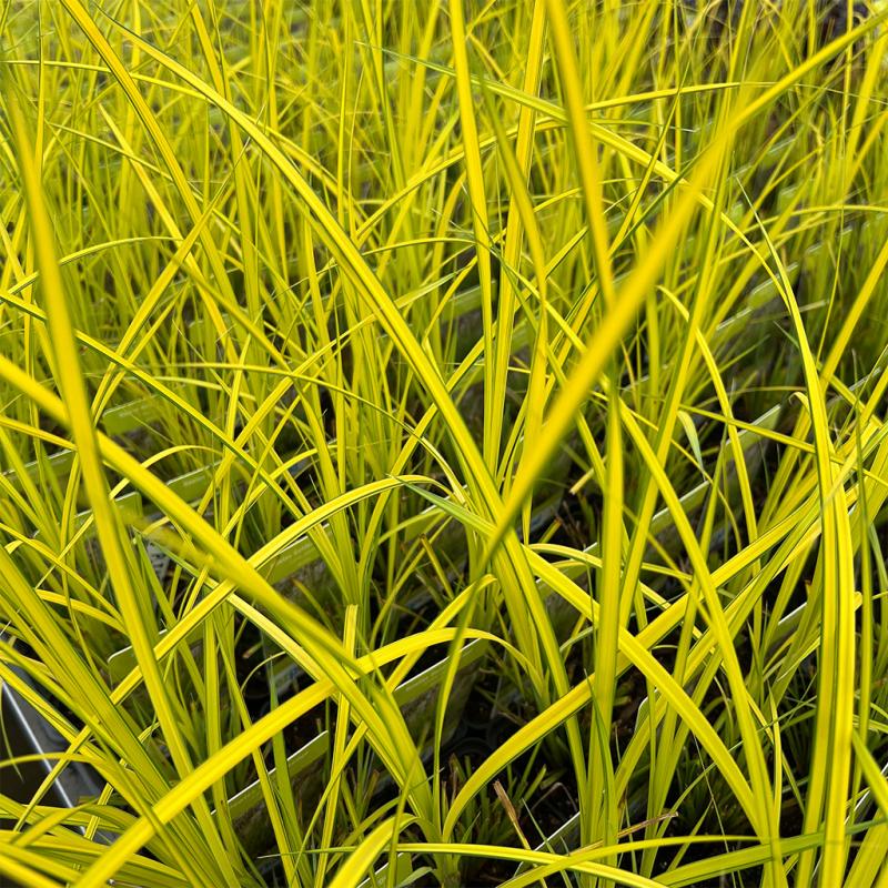 Dambly's Garden Center - Carex (Sedge) Bowles Golden 3.5