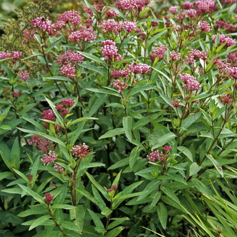 Dambly's Garden Center - Asclepias (Milkweed) Cinderella 1 Gallon Pot