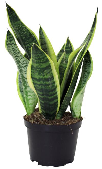 An image of Sansevieria Laurentii 14" Pot